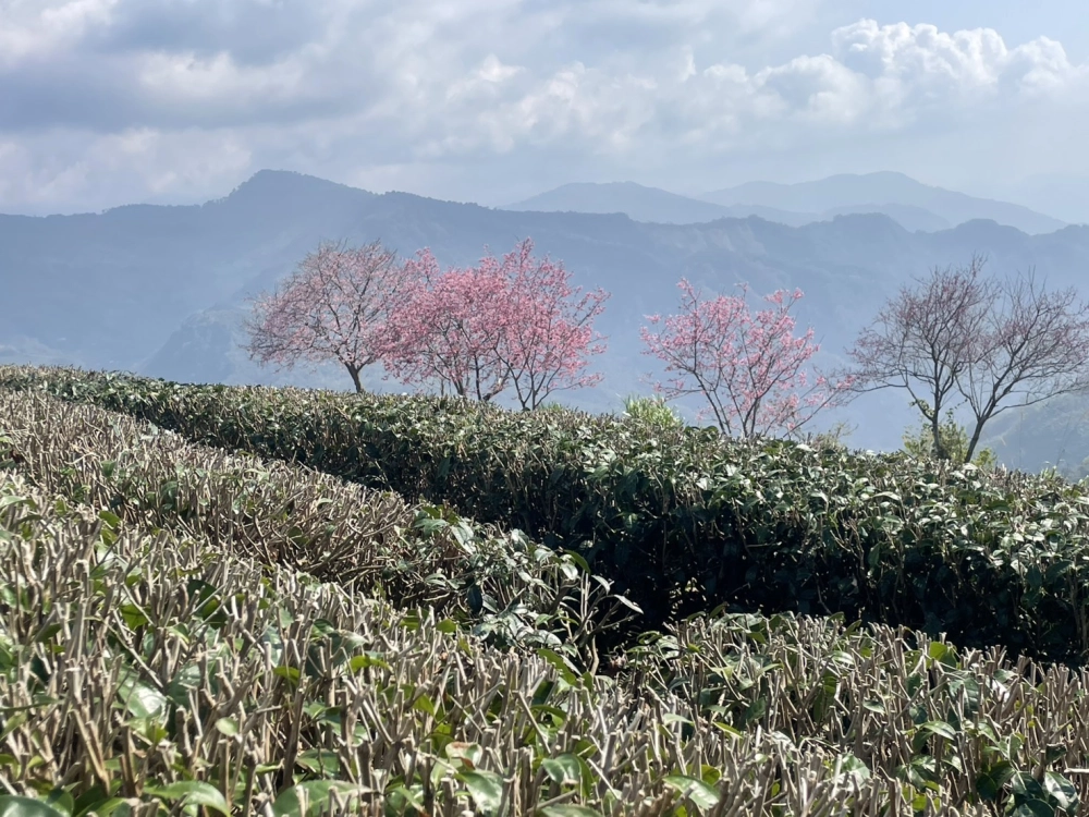 嘉義包車｜嘉義旅遊包車
