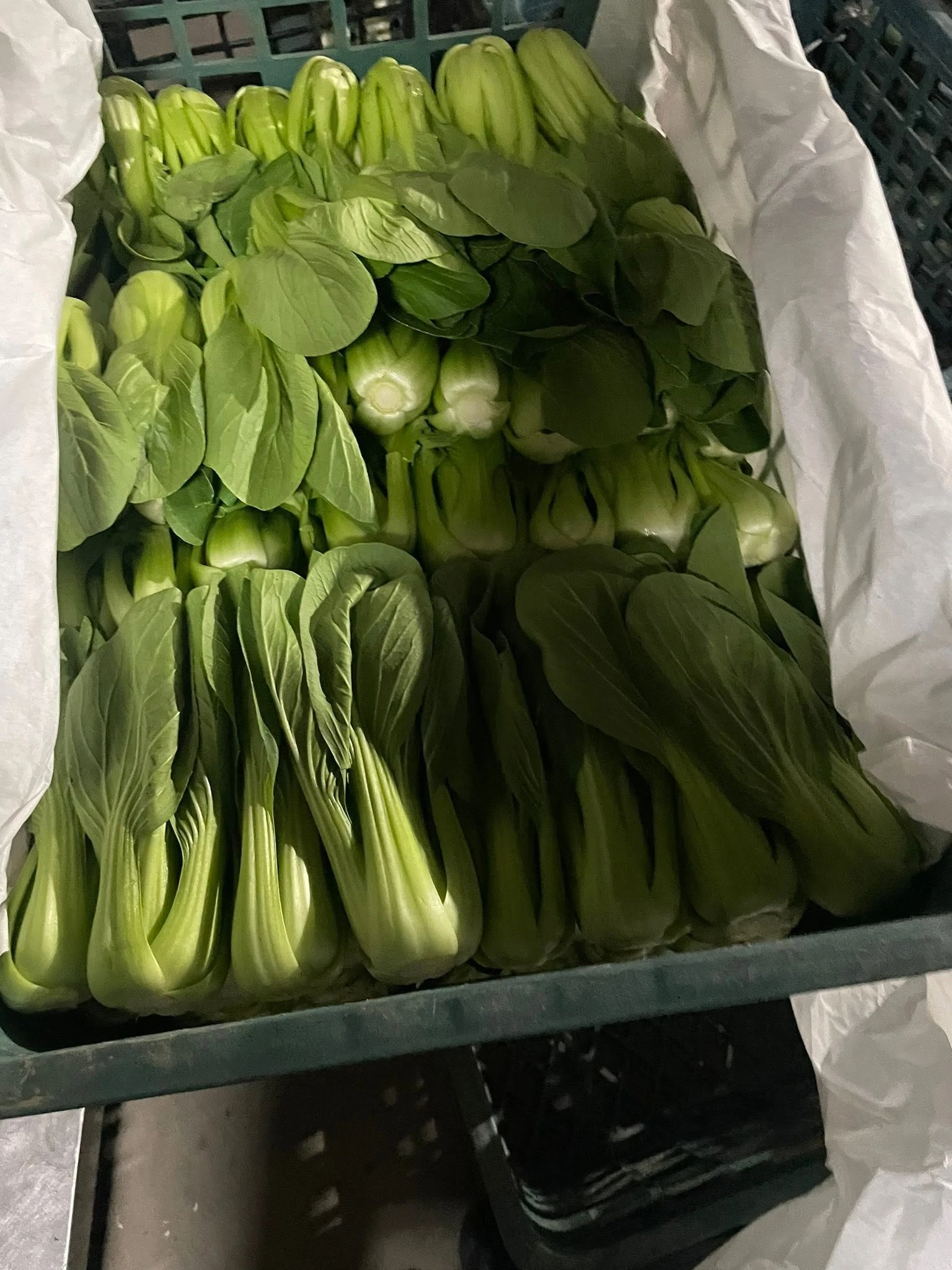 青江菜