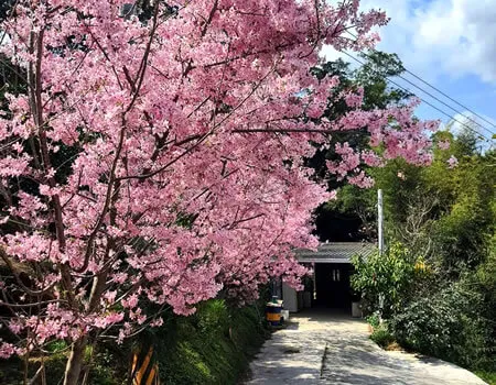 新手露營不踩雷：花香果樂完全攻略｜苗栗露營區｜苗栗露營場地｜苗栗新手露營