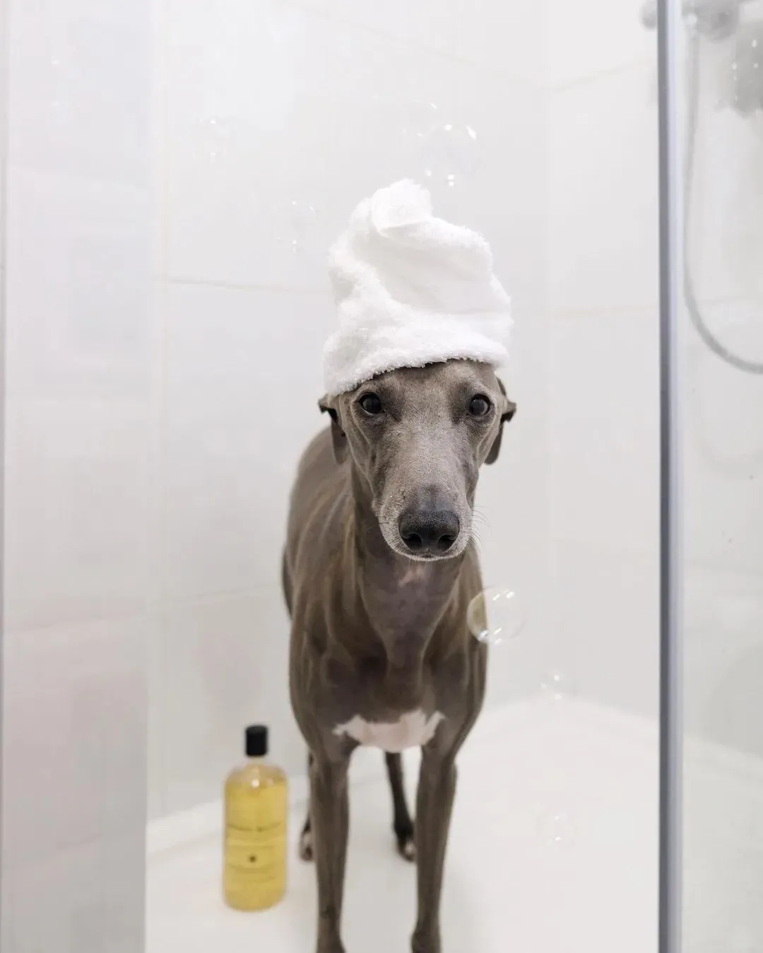  BONDI WASH 白千層及檸檬草狗狗潔毛精