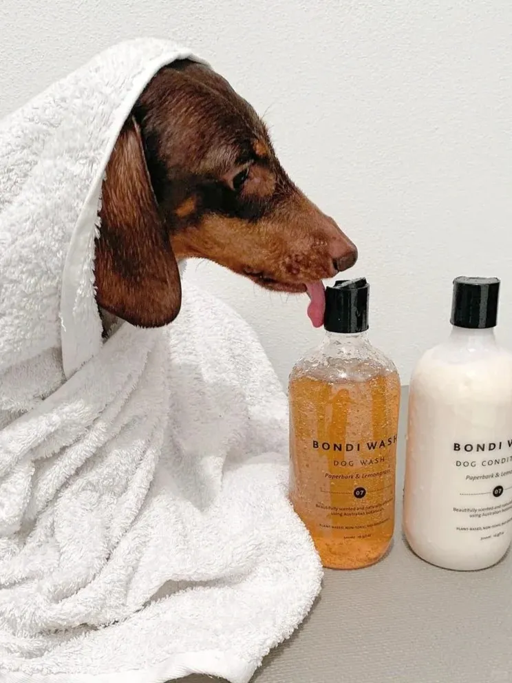 BONDI WASH 白千層及檸檬草狗狗潔毛精