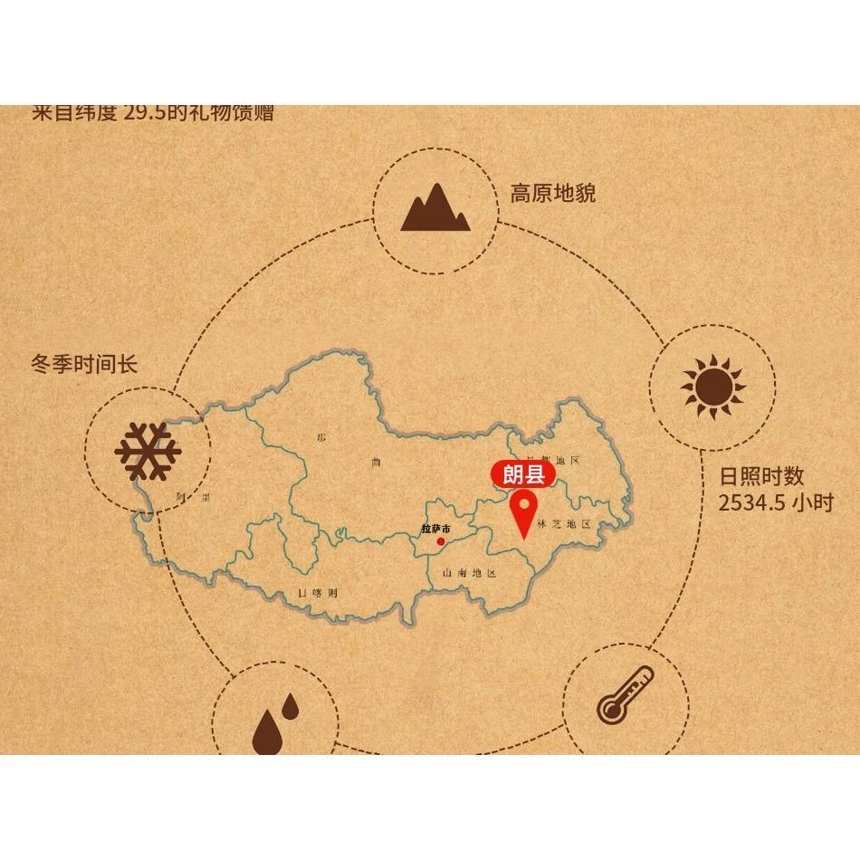 西藏【林芝朗縣 朋仁曲德寺】 藏藥塔香(祈願 歡喜)(十三世達賴喇嘛出生地 800年歷史古老傳承藏香)