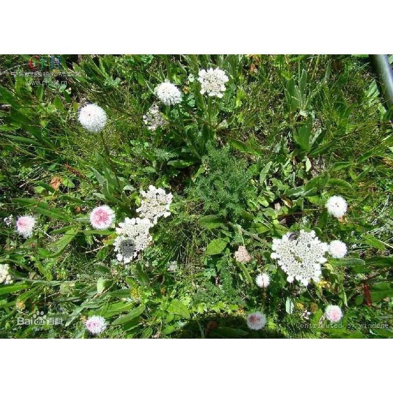 德格【宗薩斑竺雅藏香】 秘境深處最富有內涵的西藏藏藥香