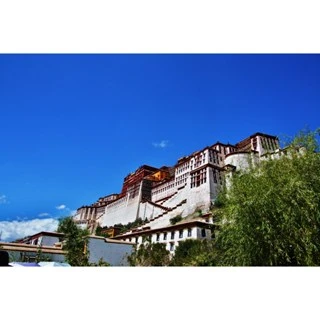 <西藏藏式手環>尼藏地區 ~ 龍眼菩提子手環~驅邪~增慧~雅致~美觀