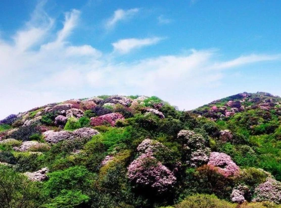 【西藏楚布寺藏香】<楚布香草(烈香杜鵑)> 3入/5入/10入 組合