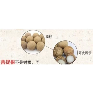 <西藏空運來台> 桑耶寺加持 ~ 白玉竹節菩提根手環 ~ 溫潤~福願~清淨~祈福~素雅~高潔