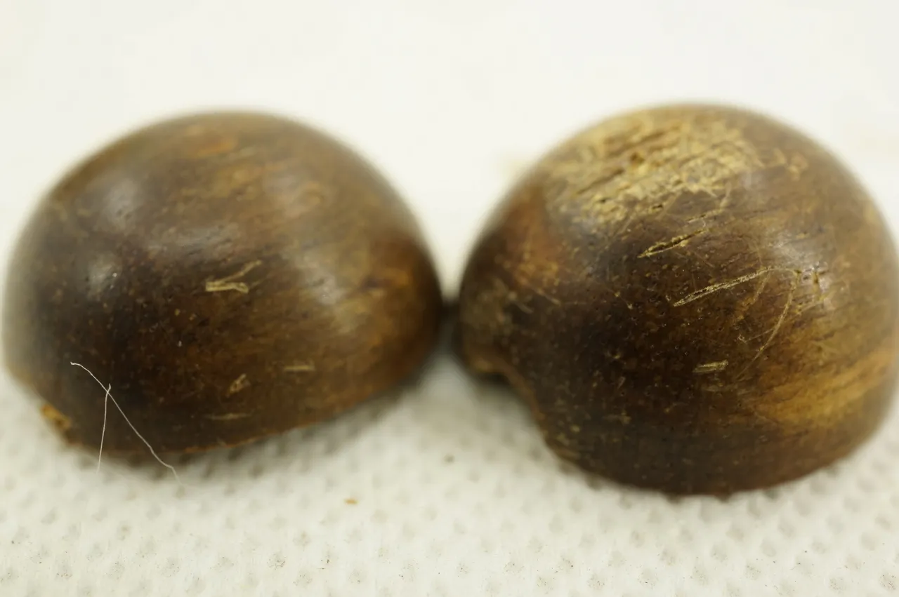 真假沉香.沉珠~