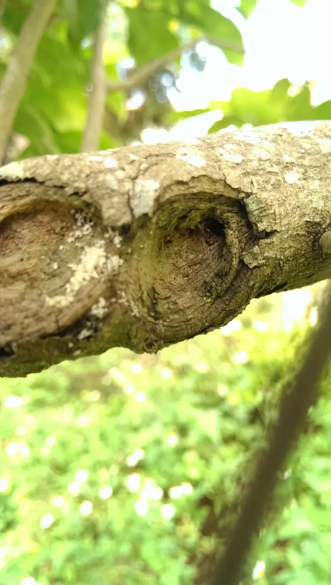野生沉香樹昆蟲啃食泌香