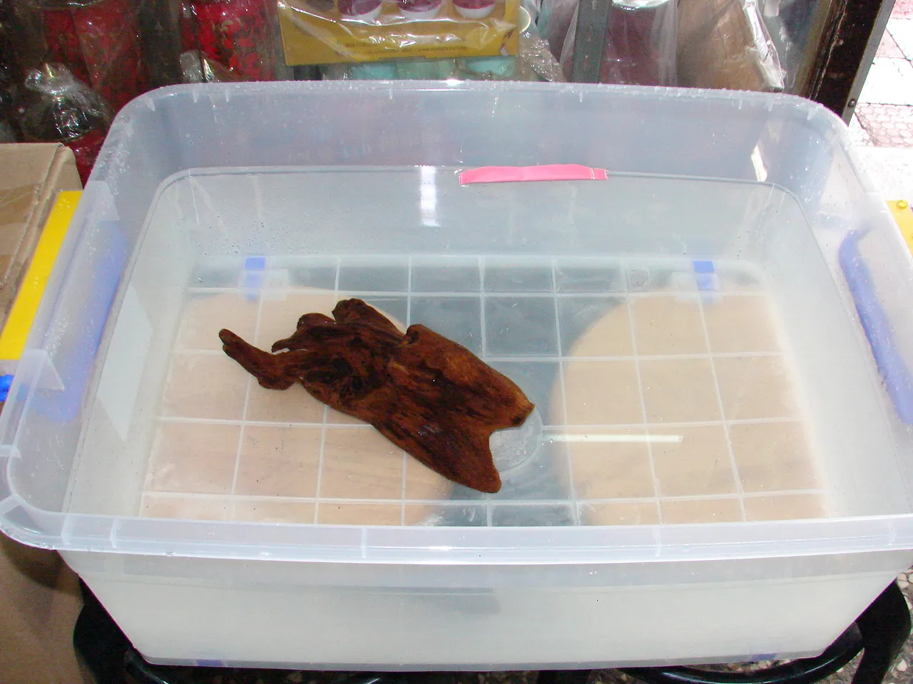 早期印尼安汶水沉