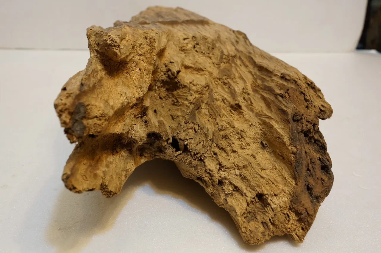 野生巴布亞沉木