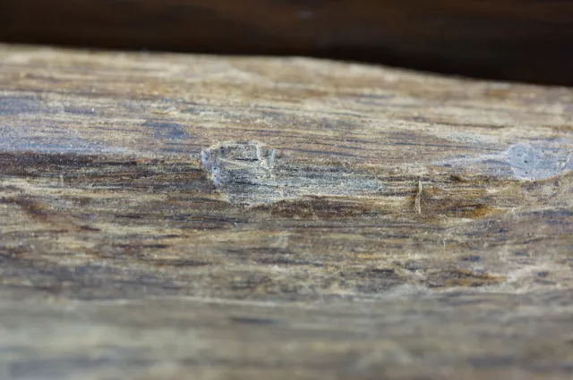 印尼達拉干急沉51克(一夜致富)