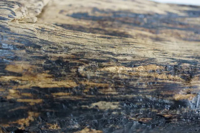 早期汶萊黑油軟絲急沉88.51克