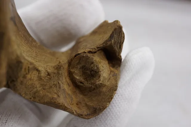 印尼亞齊急沉18.859g