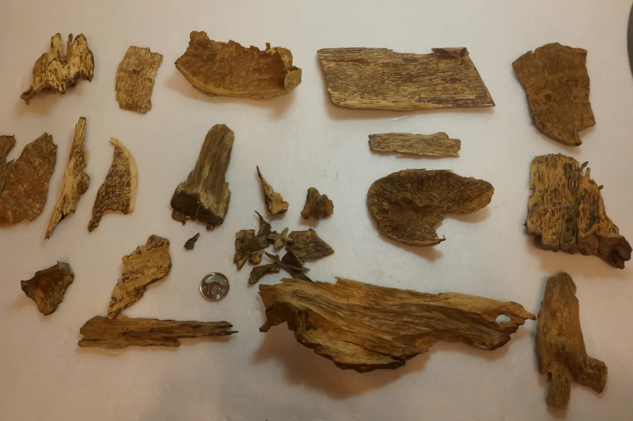 越南系列沉香片殼