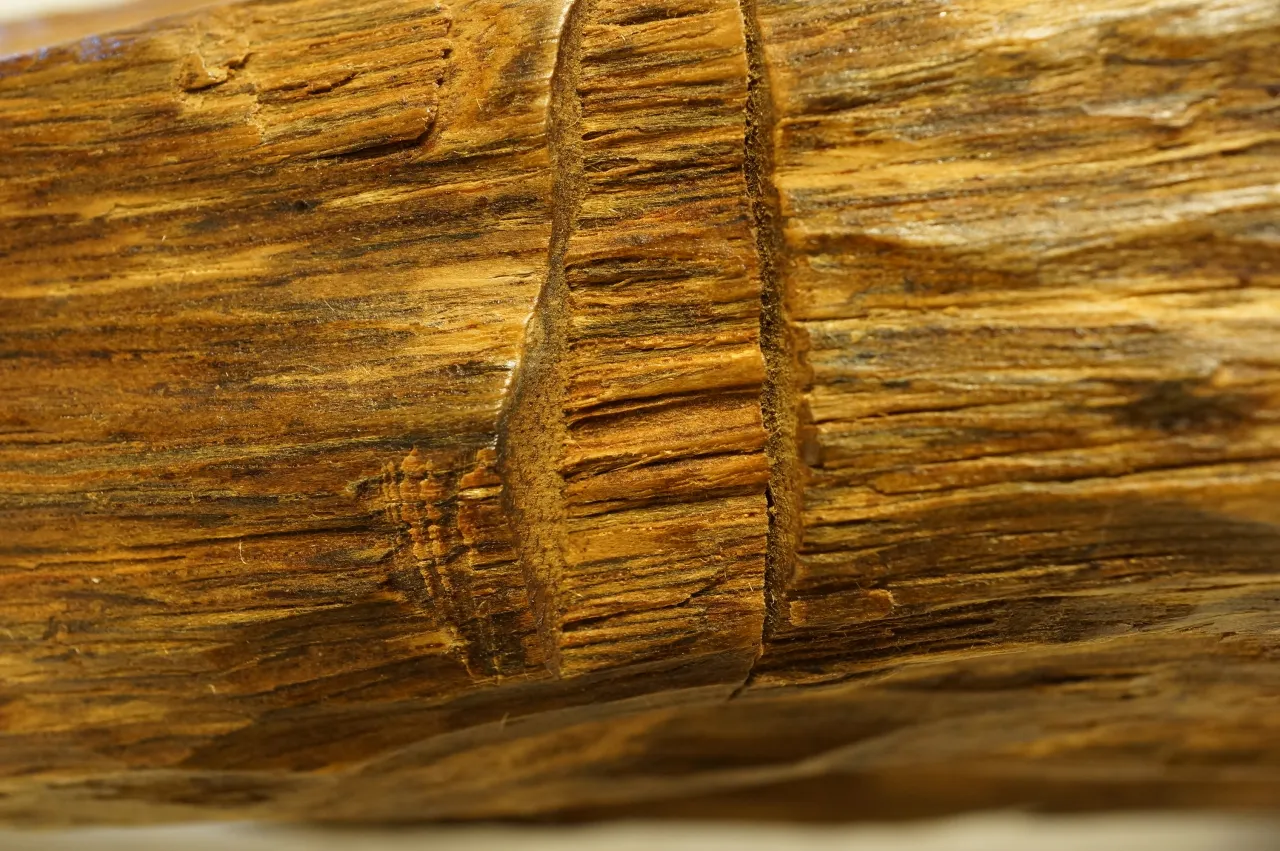 越南惠安犀角水沉浮