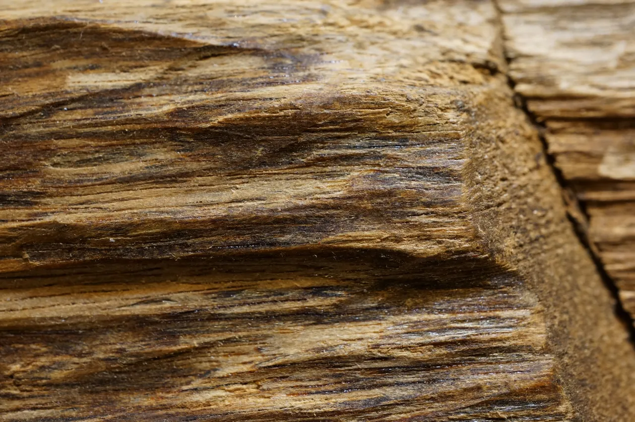 野生巴布亞沉木