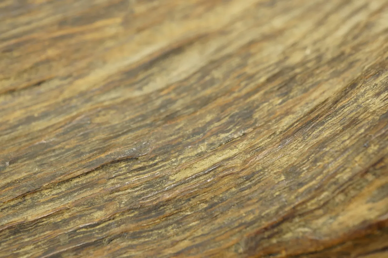 早期熟成加里曼丹高油