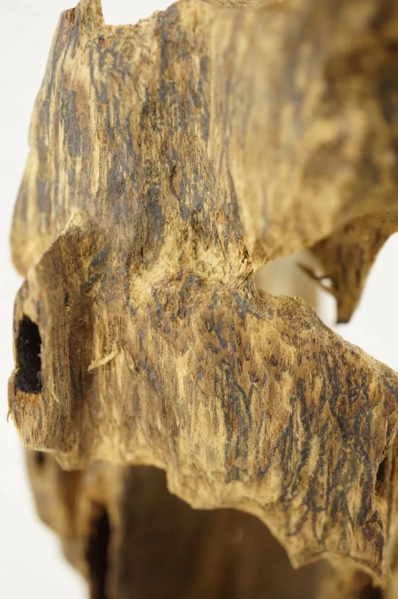 野生越南順化79.6g