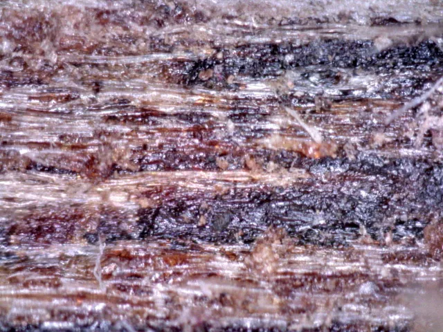 越南野生白奇楠生結(2.89克