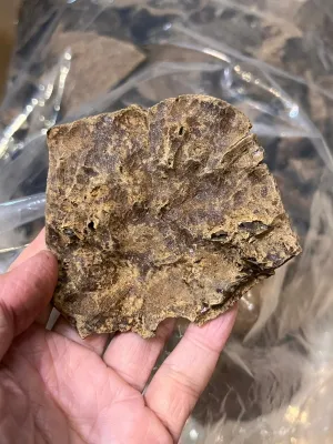 越南老惠安厚殼(每克)