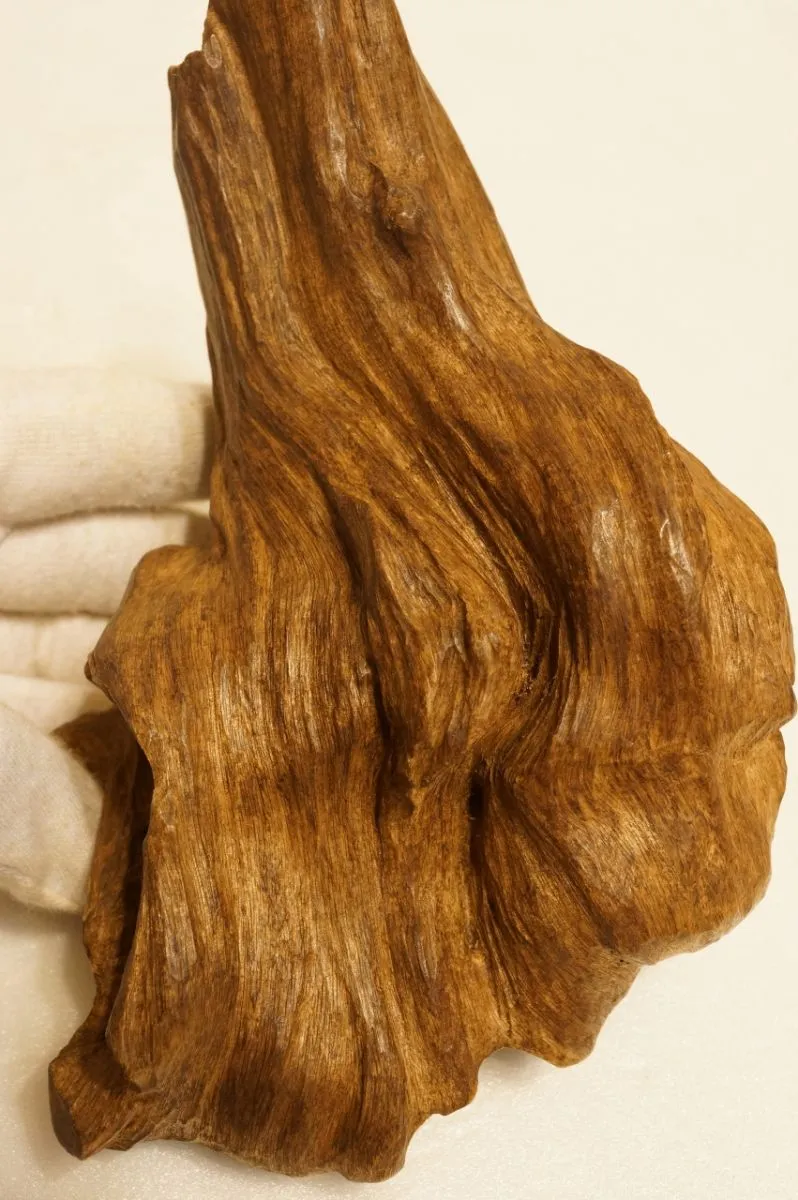 印尼索龍水沉浮