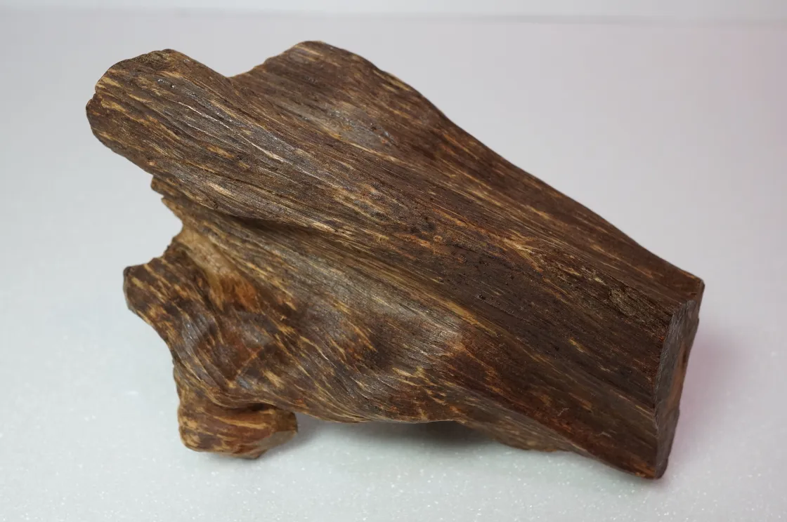 早期越南芽莊急沉