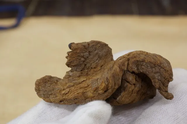 越南富森紅土急沉16克