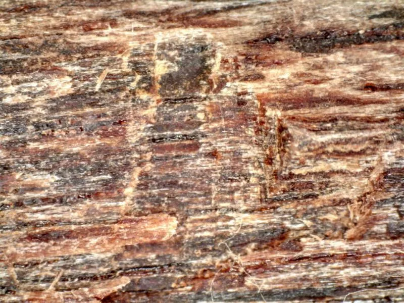 越南惠安黑奇楠64.24克