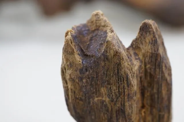 越南野生白奇楠生結(2.89克