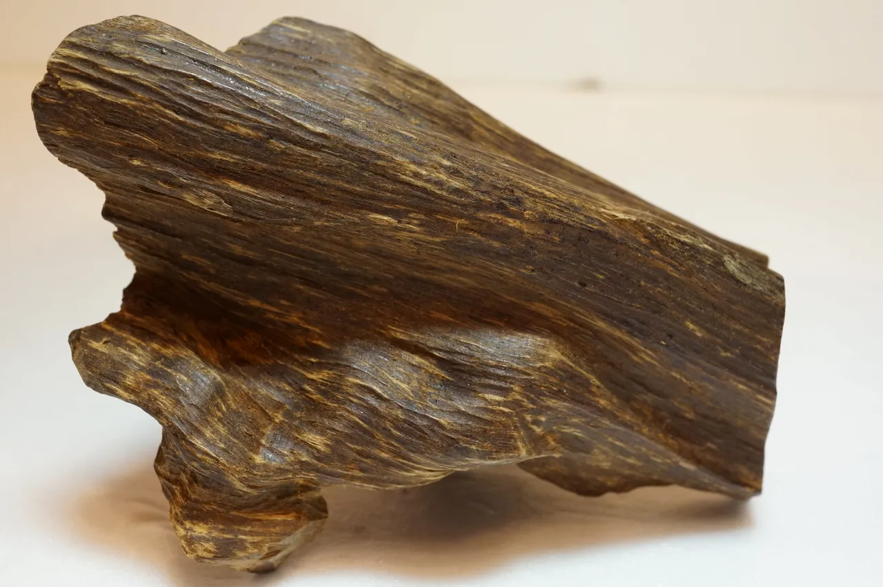 早期越南芽莊急沉