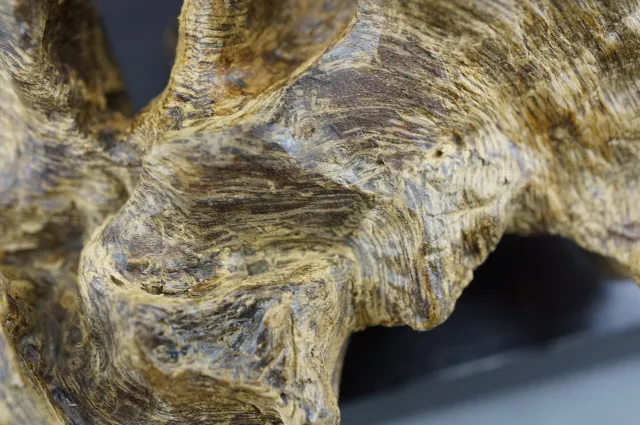 印尼達拉干奇味