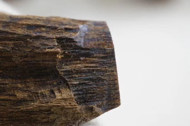 越南野生白奇楠生結(2.89克