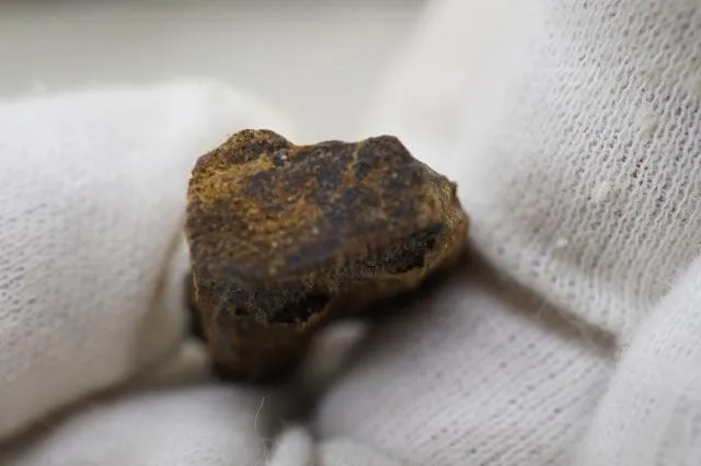 越南野生白奇楠生結(2.89克