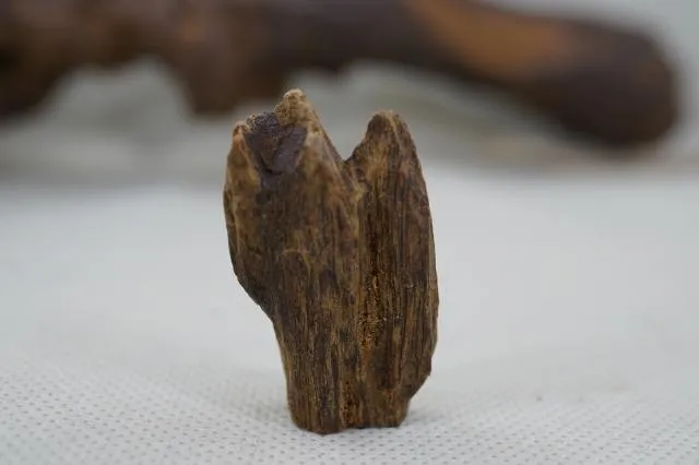 越南野生白奇楠生結(2.89克