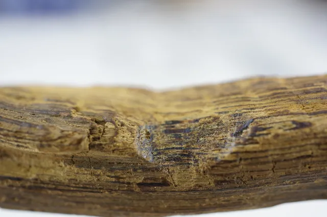 越南綠奇楠(土奇)5