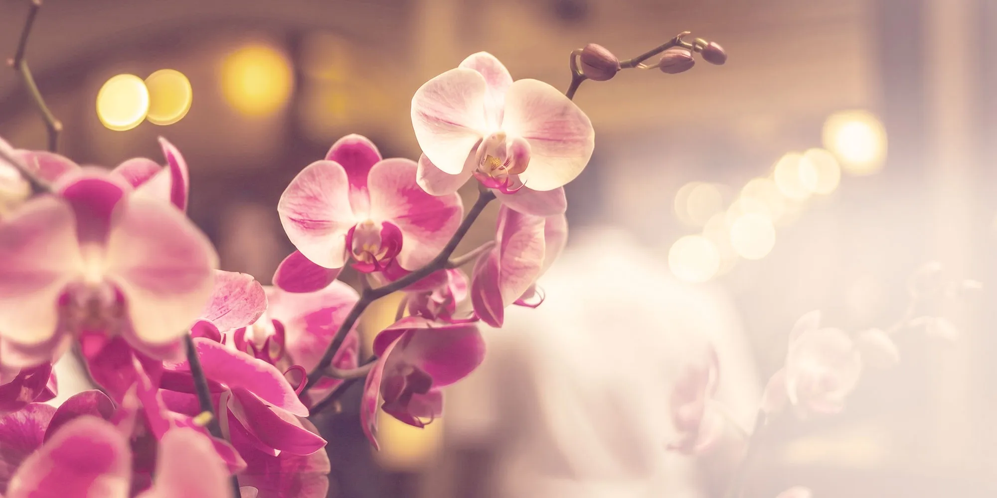 愛爾蘭花坊