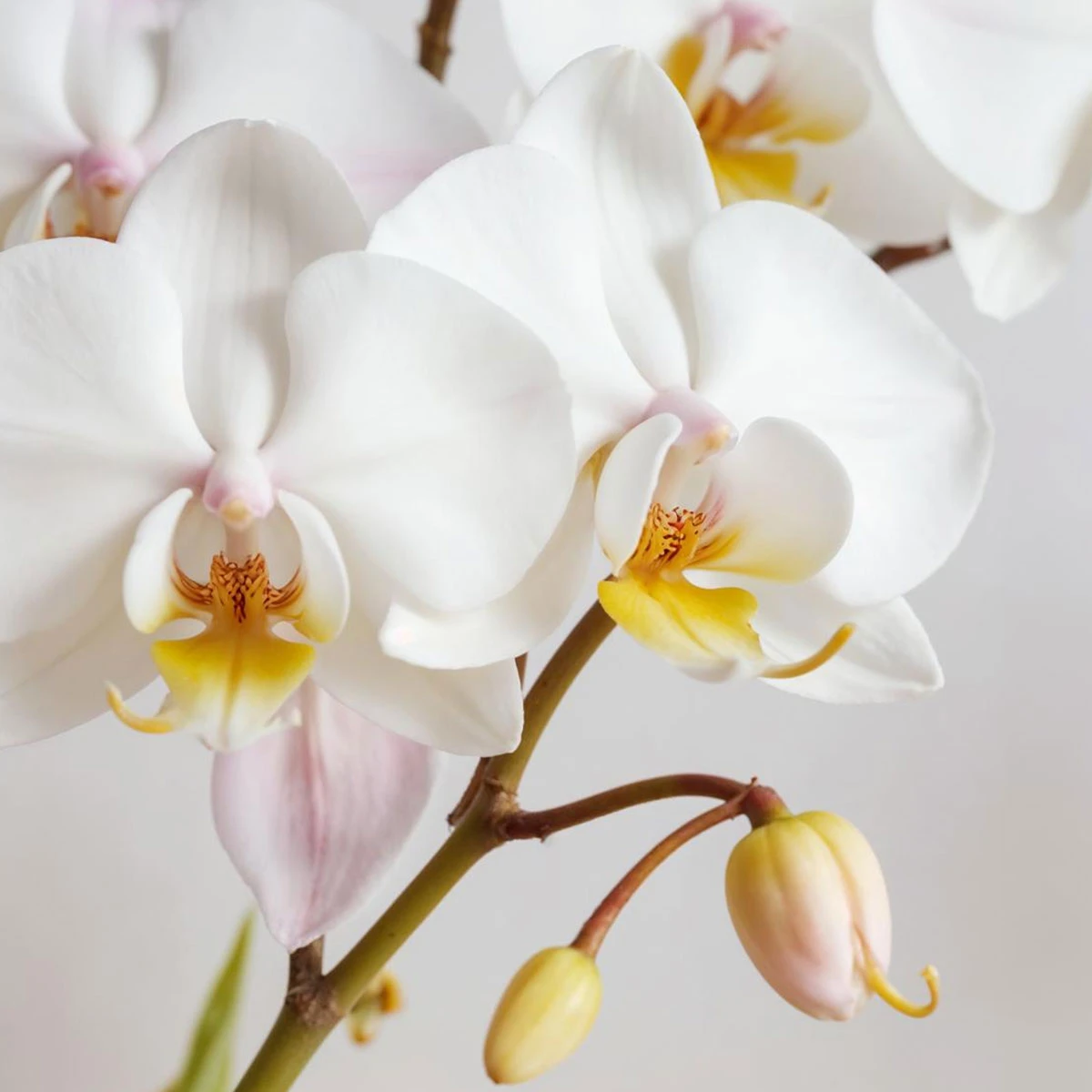 白花蝴蝶蘭