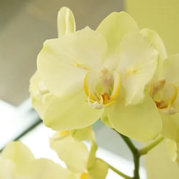 黃花蝴蝶蘭
