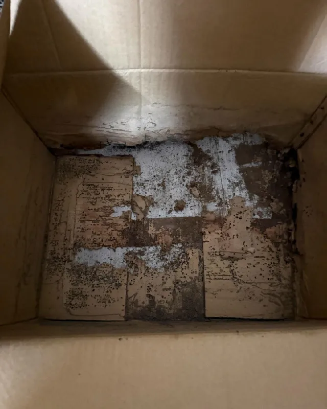 遇到白蟻千萬不要用殺蟲劑!! ｜台南除蟲公司｜台南除白蟻｜台南白蟻防治
