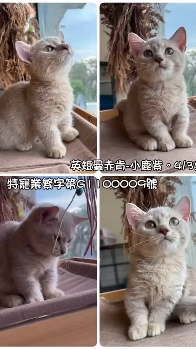 曼赤肯 / 彰化曼赤肯 / 彰化曼赤肯幼貓