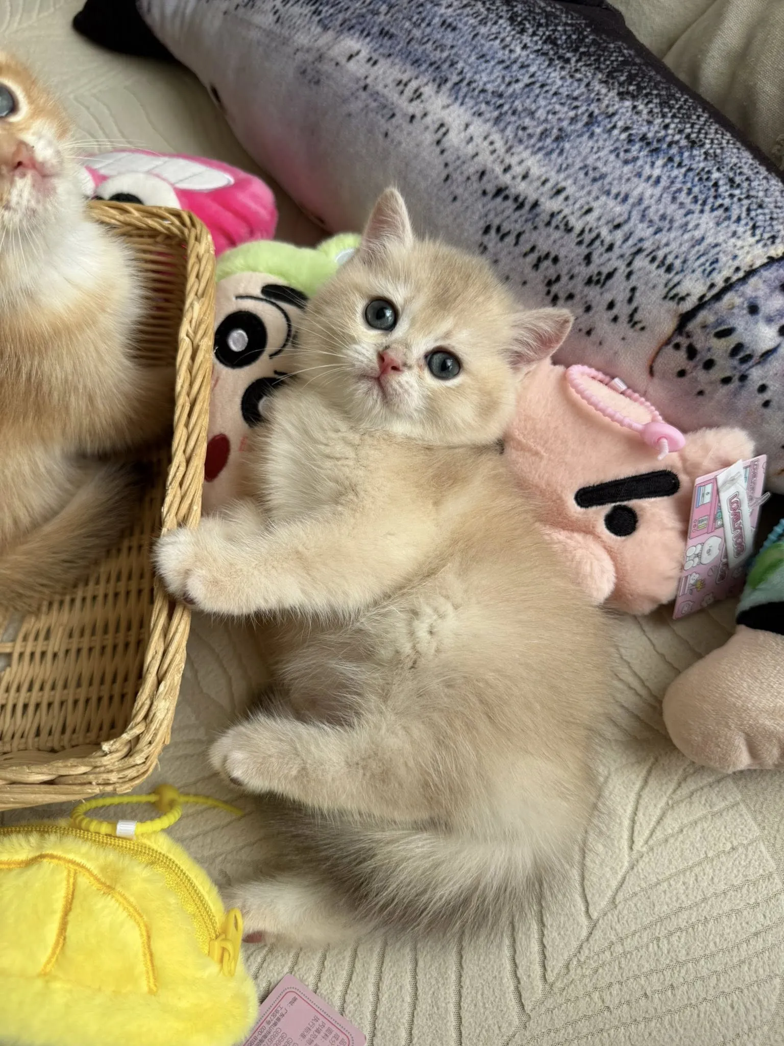 金漸層 / 彰化金漸層 / 彰化金漸層英短貓