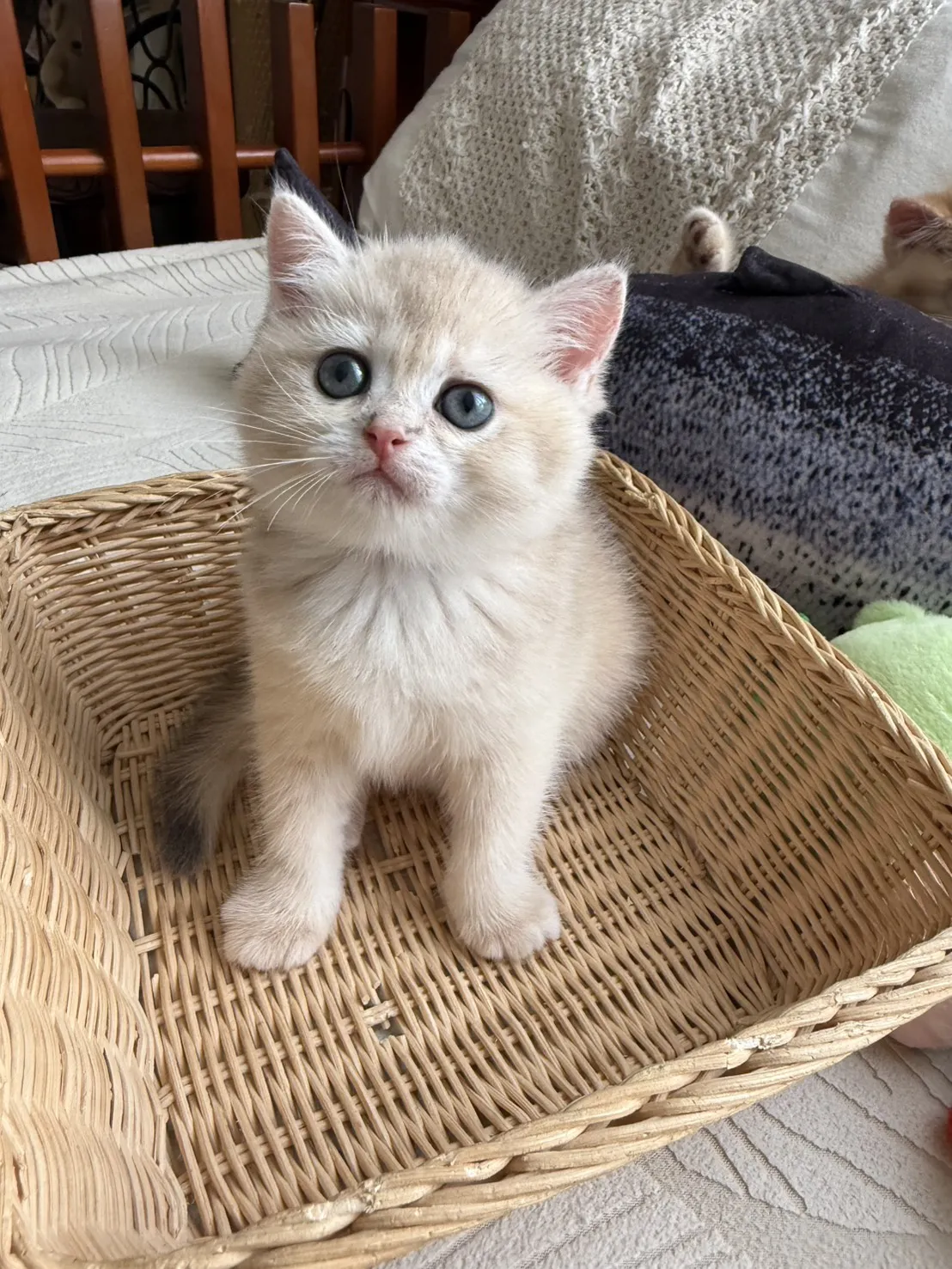 焦糖藍金漸層妹妹