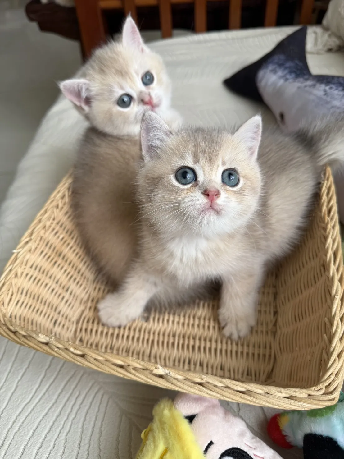 焦糖藍金漸層妹妹