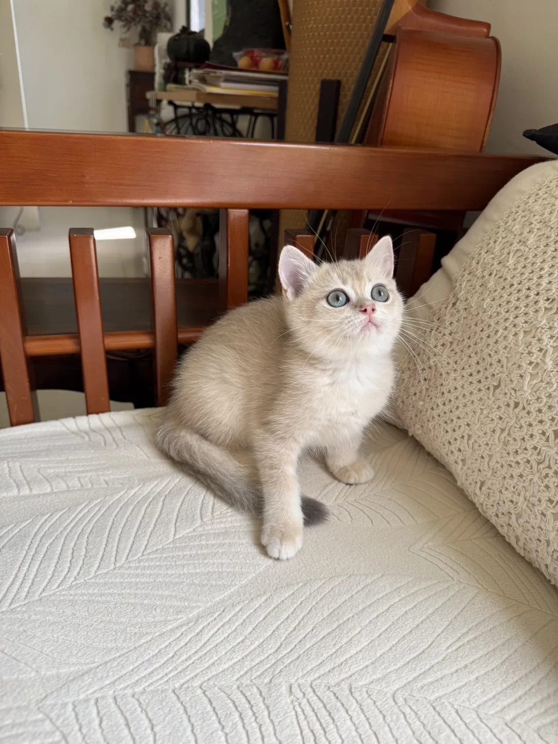 焦糖藍金漸層弟弟