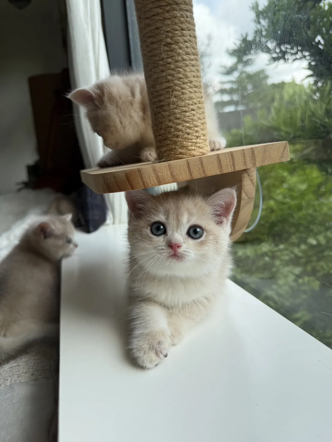 英短焦糖藍金漸層妹妹