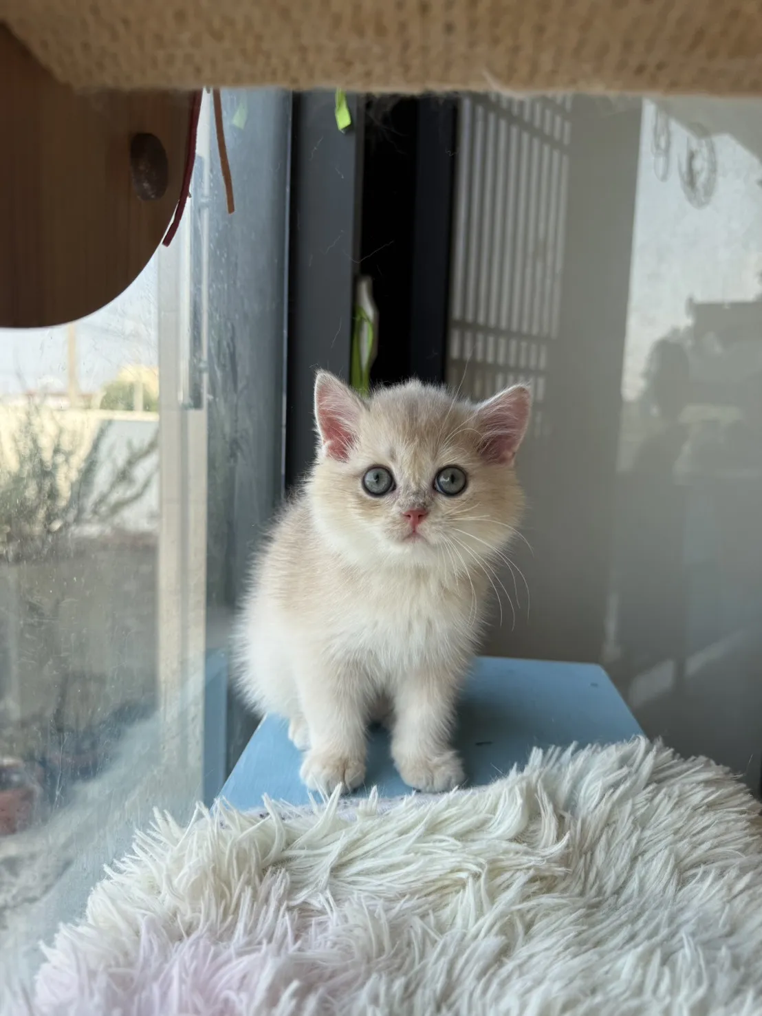 焦糖藍金漸層弟弟