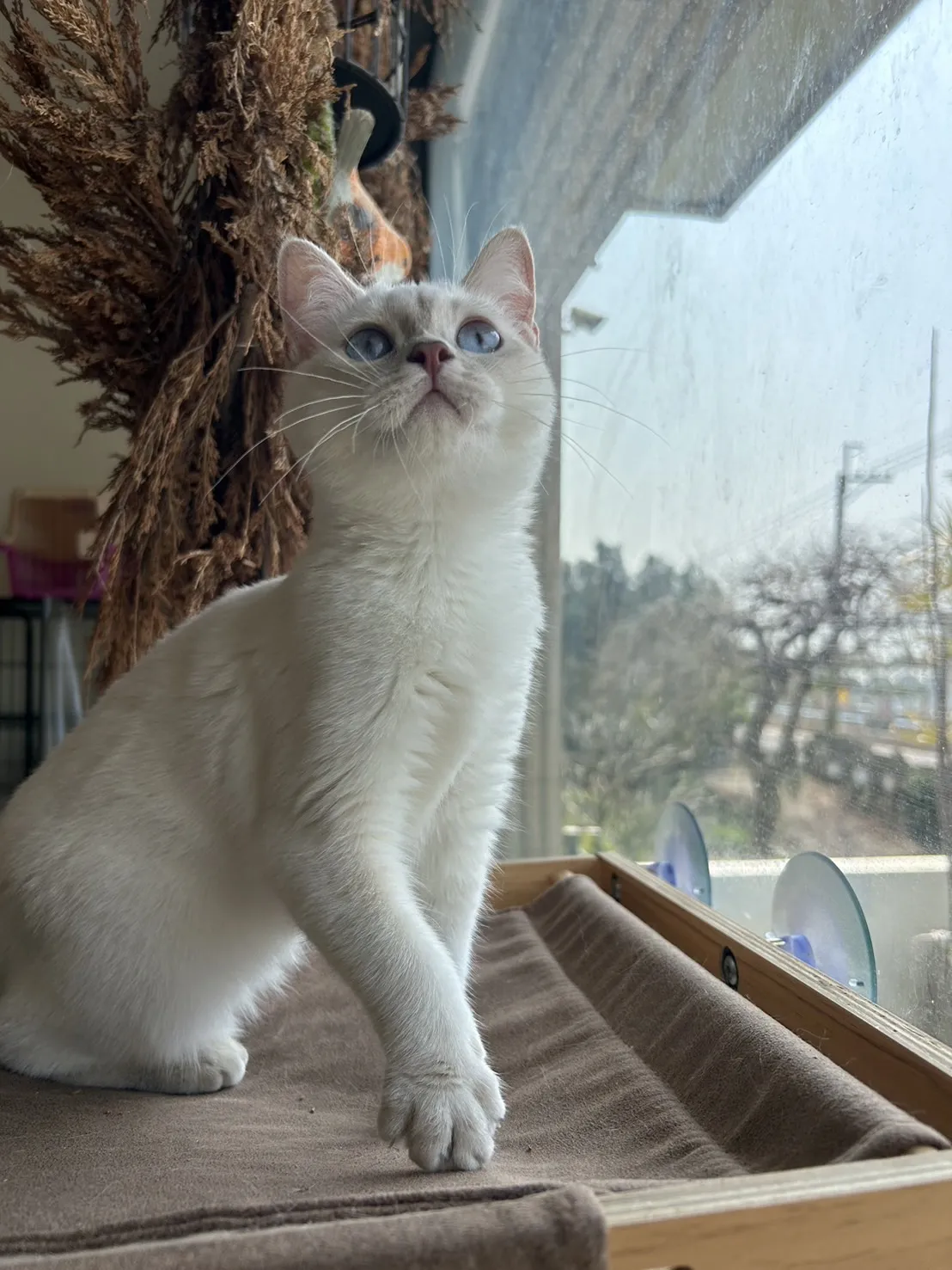 英短 藍金點漸層妹妹