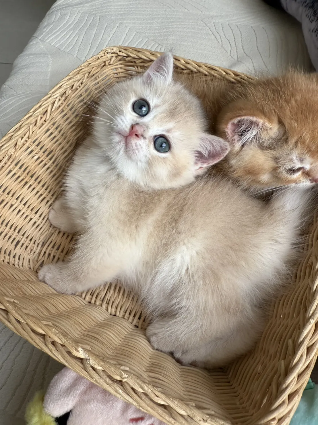 焦糖藍金漸層妹妹