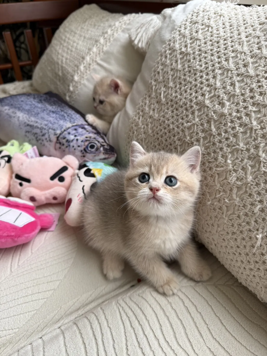 焦糖藍金漸層妹妹