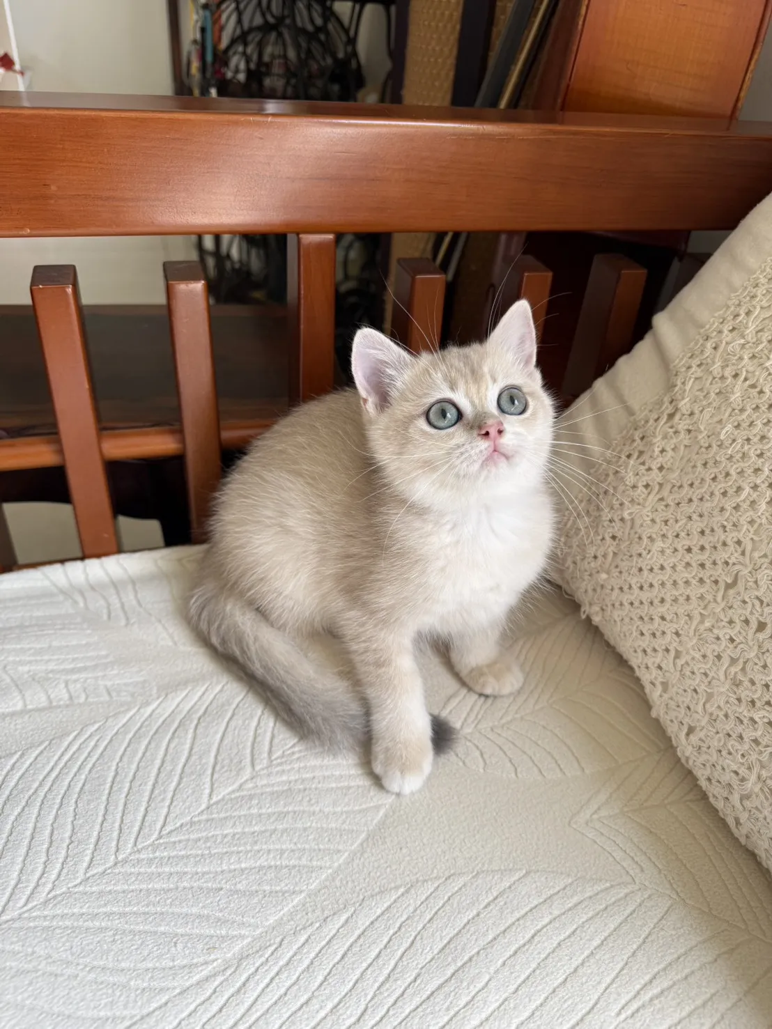 焦糖藍金漸層弟弟